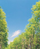 Trees Projected against Blue Sky Poster Print by Panoramic Images (30 x 36) - Item # PPI126904