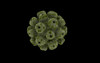 Conceptual image of polyomavirus Poster Print - Item # VARPSTSTK700772H