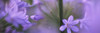 African Lily, Sacramento, California, USA Poster Print - Item # VARPPI31867