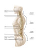 Anatomy of human vertebral column, left lateral view Poster Print - Item # VARPSTSTK700595H