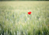 Red Poppy In Wheat Field PosterPrint - Item # VARDPI1880799