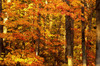Autumn Trees PosterPrint - Item # VARDPI1781559