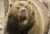 Captive Grizzly At The Alaska Zoo, Southcentral Alaska PosterPrint - Item # VARDPI2171795
