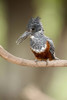 Giant kingfisher (Megaceryle maxima) perching on a branch  Lake Manyara  Tanzania Poster Print by Panoramic Images (16 x 24) - Item # PPI119618