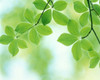 Selective focus close up of green leaves hanging from tree Poster Print by Panoramic Images (36 x 29) - Item # PPI117912