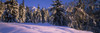 Snow covered trees on a hill, Chugach Mountains, Alaska, USA Poster Print - Item # VARPPI60010