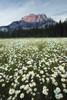 Ox-Eyed Daisies, Cascade Mountain, Banff National Park, Alberta. PosterPrint - Item # VARDPI2021056