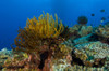 Colony of crinoids, Fathers reef, Kimbe Bay, Papua New Guinea Poster Print - Item # VARPSTSJN400195U