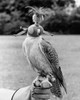 Lanner Falcon perching on a person's hand Poster Print - Item # VARSAL9901477