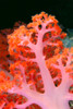 Indonesia, Soft Coral Detail Pink Stem With Bright Orange Polyps PosterPrint - Item # VARDPI2003373