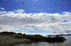 Sea Gulls Flying Above The Shoreline Of Prince William Sound, Alaska PosterPrint - Item # VARDPI2169625