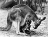 Kangaroo carrying its young one in its pouch Poster Print - Item # VARSAL25525835