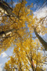 Aspen Trees Fall Colors PosterPrint - Item # VARDPI2132816