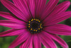 Close-Up Of Bright Purple Daisy With Yellow In Center PosterPrint - Item # VARDPI1990374