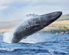 Hawaii, Maui, Humpback Whale Breaching With Island In The Background. PosterPrint - Item # VARDPI1975281
