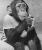 Close-up of a chimpanzee holding a cigarette Poster Print - Item # VARSAL9901551