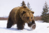 Captive Brown Bear Walks In Snow During Winter At The Alaska Wildlife Conservation Center, Southcentral, Alaska PosterPrint - Item # VARDPI2093928
