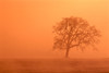 Oregon, Willamette Valley, View Of Oak Tree Through Fog At Sunrise, Orange Haze PosterPrint - Item # VARDPI2002584