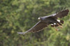 Great Black hawk in flight  Three Brothers River  Meeting of the Waters State Park  Pantanal Wetlands  Brazil Poster Print by Panoramic Images (16 x 11) - Item # PPI125310
