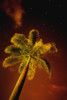 Tropical Palm Tree At Night PosterPrint - Item # VARDPI1774188