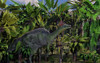 A lone Olorotitan duckbilled dinosaur from the Cretaceous period Poster Print - Item # VARPSTMAS100649P