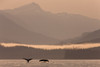 Humpback Whales Dive Showing Their Tails At Sunrise In Frederick Sound, Inside Passage, Coastal Range, Southeast Alaska, Summer. Composite PosterPrint - Item # VARDPI2103884