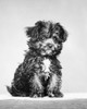 Front view of puppy sitting Poster Print - Item # VARSAL25532110