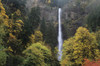 USA, Columbia River Gorge; Oregon, Multnomah Falls Among Fall Colors PosterPrint - Item # VARDPI1976867