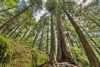 Rainforest in Strathcona Provincial Park; British Columbia, Canada PosterPrint - Item # VARDPI5339082