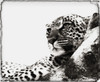 Portrait Of An African Leopard, Botswana, Africa PosterPrint - Item # VARDPI1832717