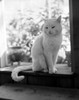 Cat sitting on window sill Poster Print - Item # VARSAL255416960