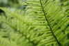 Plant Detail, Close Up PosterPrint - Item # VARDPI1889919