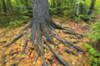 Easter White Pine Tree Trunk Surrounded By Autumn Sugar Maple Leaves. Algonquin Provincial Park, Ontario. Canada. PosterPrint - Item # VARDPI2065471