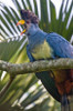 Close-up of a Great Blue turaco (Corythaeola cristata) calling  Kibale National Park  Uganda Poster Print by Panoramic Images (16 x 24) - Item # PPI128613