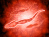 Microscopic view of male sperm cells Poster Print - Item # VARPSTSTK700466H