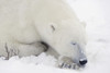 Sleeping Polar Bear PosterPrint - Item # VARDPI1793808