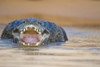 Yacare caiman in a river  Three Brothers River  Meeting of the Waters State Park  Pantanal Wetlands  Brazil Poster Print by Panoramic Images (16 x 11) - Item # PPI125273