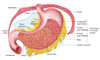 Anatomy of the human stomach Poster Print - Item # VARPSTSTK700192H Anatomy of the human stomach Poster Print - Item # VARPSTSTK700192H