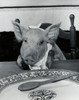 Close-up of a pig sitting at a dining table Poster Print - Item # VARSAL25530704