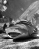 Close-up of a shark underwater Poster Print - Item # VARSAL9901010