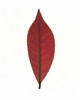 Close up of red leaf on white Poster Print by Panoramic Images (13 x 16) - Item # PPI118088