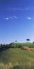 Trees on green hills, Tuscany, Italy Poster Print - Item # VARPPI57268