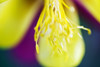 Columbine, Macro Close-Up Of Stamens And Petals. PosterPrint - Item # VARDPI1976410