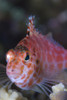 Pixy hawkfish, Fathers reef, Kimbe Bay, Papua New Guinea Poster Print