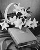 Close-up of Easter Lilies and Bible Poster Print - Item # VARSAL25539950