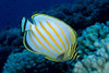 Hawaii, Ornate Butterflyfish (Chaetodon Ornatissimus) B1941 PosterPrint - Item # VARDPI1999180