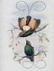 Golden-winged Bird Of Paradise John Gould Poster Print - Item # VARSAL900140747