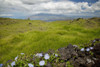 Hawaii, Maui, Kula, A stone wall lines a country road. PosterPrint - Item # VARDPI2116478