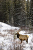 Elk In Winter Forest, Banff National Park, Alberta, Canada PosterPrint - Item # VARDPI1830275
