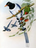 Great-Billed Blue Pie  John Gould Poster Print - Item # VARSAL900139688